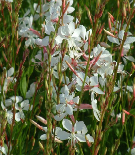 Gaura lindheimeri 'The Bride'